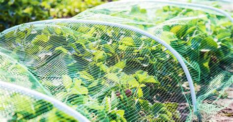 Garden Netting .